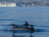 Delfini e balene (1)